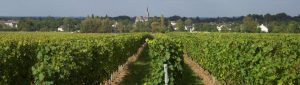 Vignes des Garennes-sur-Loire