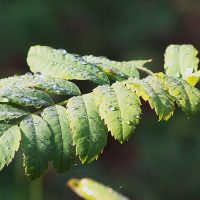 Feuille de sorbier domestique