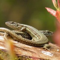 Couple de lézards des murailles