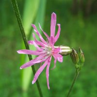 Lychnis fleur de coucou