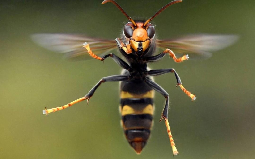 Recherche au frelon asiatique !
