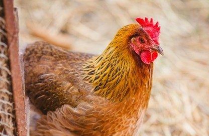 Influenza aviaire : relèvement du niveau de risque