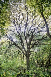 Le temps des arbres @ Médiathèque