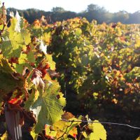 La vigne au fil des saisons