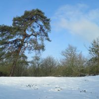 Parc sous la neige