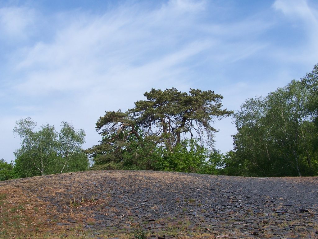 Pin Sylvestre sur butte d'ardoise