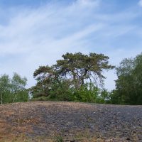 Pin Sylvestre sur butte d'ardoise