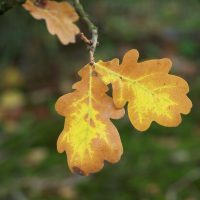 Feuille de chêne pédonculé en automne