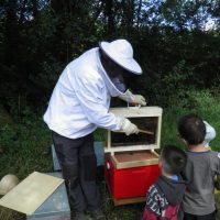 Découverte du mondes abeilles