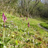 En bordure de sentier