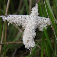 Croix de muscilago crustacea