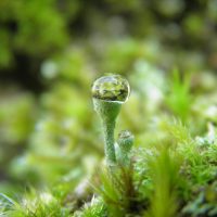 Boule de cristal sur lichen