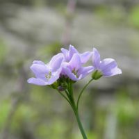 Cardamine des prés