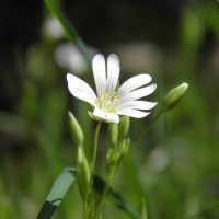 Stellaire holostée