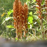 Orobanche des Genêts