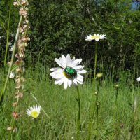 Prairie fleurie