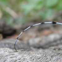 Antenne de Rosalie des Alpes