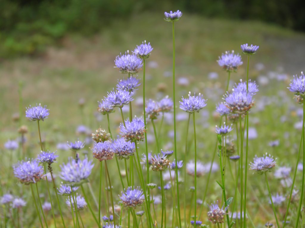 Jasione des montagnes