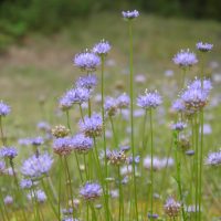 Jasione des montagnes