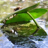 Grenouille sous son parasol