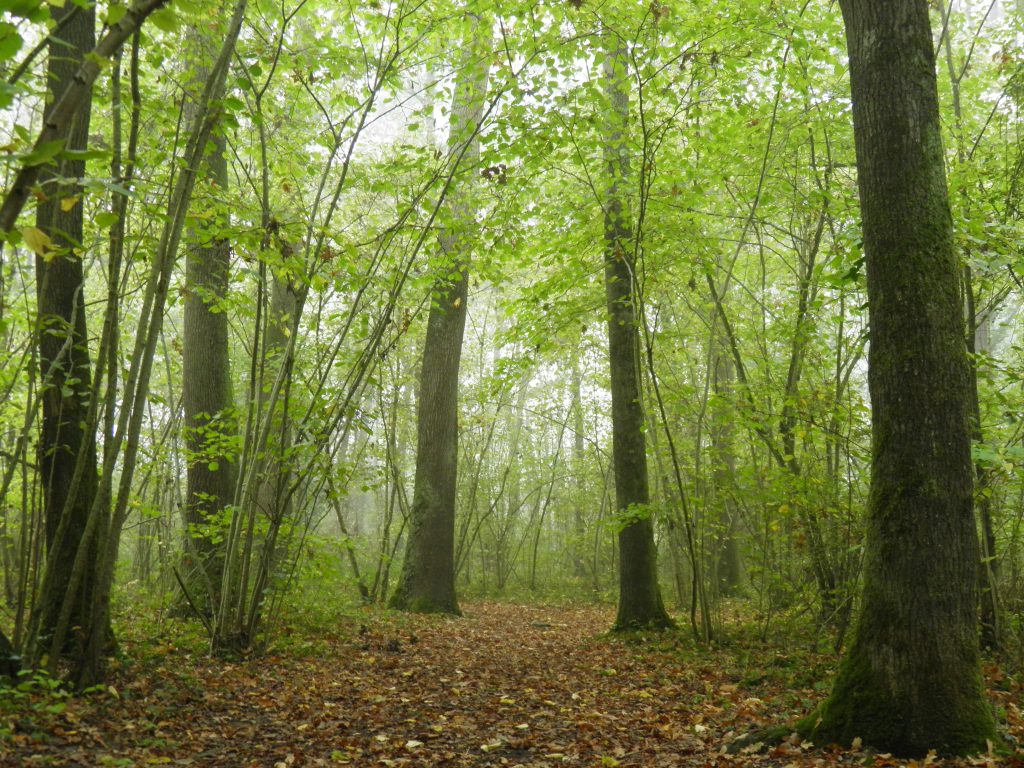Sous-bois