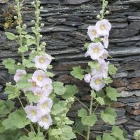 Alcea rosea