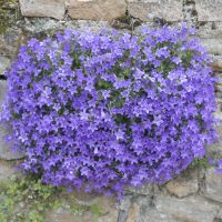 Campanula muralis