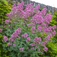 Centranthus ruber