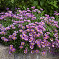 Erigeron glaucus