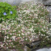 Erigeron karvinskianus