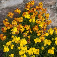 Erysimum hybride