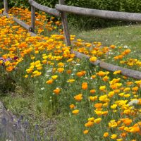 Eschscholzia californica