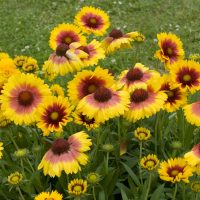 Gaillardia