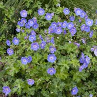 Geranium Rozanne