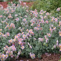 Helianthemum