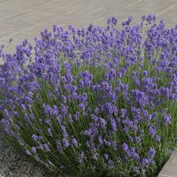 Lavandula Hidcote