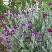 Lychnis coronaria