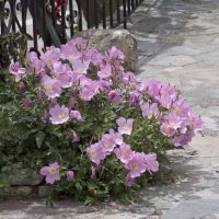 Oenothera speciosa